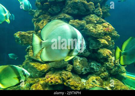 Angel fish long tail swimming in aquarium. This fish usually lives in the Amazon, Orinoco and Essequibo river basins in tropical South America. Stock Photo