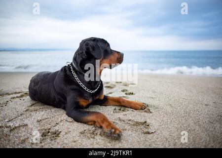 A sad beautiful attentive dog of the Rottweiler breed lies on a sandy beach and listens to the sounds around him, waiting for his owner Stock Photo