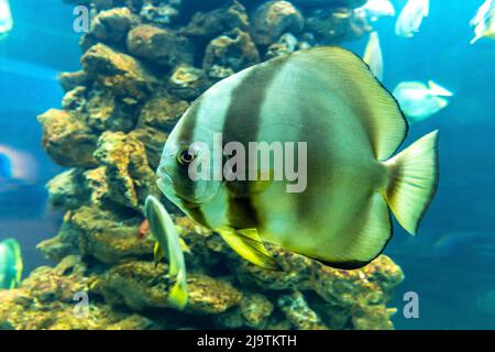 Angel fish long tail swimming in aquarium. This fish usually lives in the Amazon, Orinoco and Essequibo river basins in tropical South America. Stock Photo