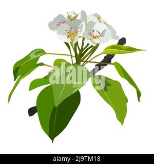 Pear blossom. Flowering pear tree branch, blooming spring nature, vector. Stock Vector