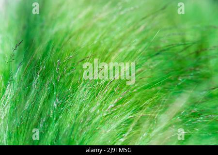abstract blurred natural background with emerald green meadow grass Stock Photo