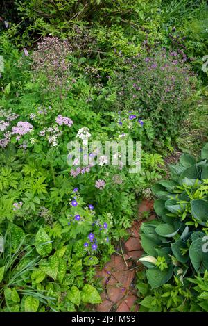 An English country garden in early summer with abundance of shrubs and perennials planted in an informal way. Stock Photo