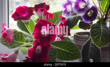 Fresh gloxinia plants with flowers in red, purple hues and green leaves on the windowsill