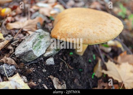 Suillus luteus growing in the forest . Slippery Jack Bolete Fungus Stock Photo