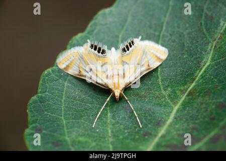 Cotton Bollworm Moth , Helicoverpa armigera, Satara, Maharashtra, India Stock Photo