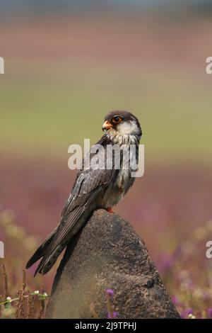 Amur falcon, Falco amurensis, Lonavala, India Stock Photo