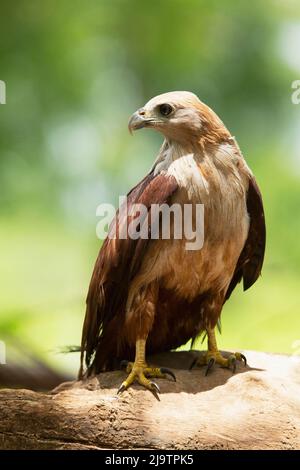 Juvenile brahminy kite, Haliastur indus, Satara, Maharashtra, India Stock Photo