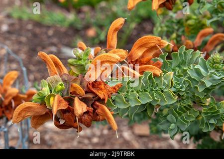 Sydney Australia, orange or brown flowers of salvia africana-lutea native to South Africa Stock Photo