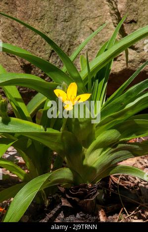 Sydney Australia, yellow flowering hypoxis hemerocallidea or African star grass, native to southern Africa Stock Photo