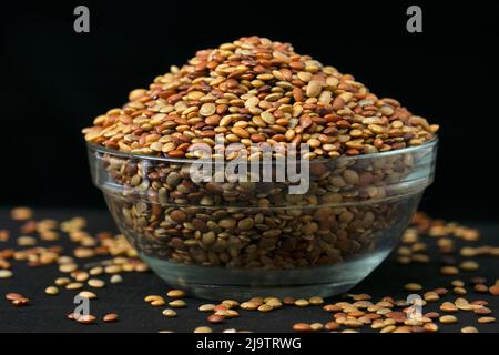 Madras gram seeds, Macrotyloma uniflorum, Satara, Maharashtra, India Stock Photo