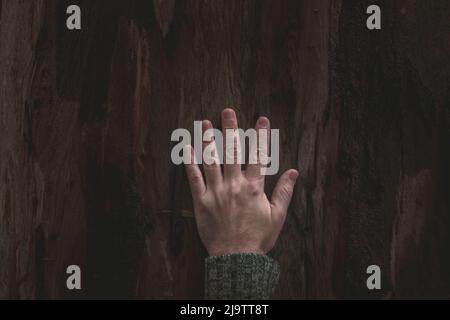 Open man's hand resting on the bark of a tree in winter that speaks about ecology and respect for nature Stock Photo
