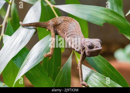 Chameleon sitting on the leaves. Chameleo on Zanzibar Stock Photo