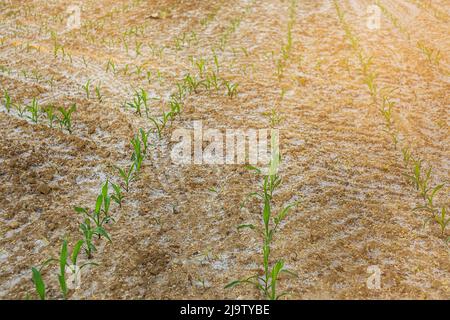 Young green corn growing on the field. Young Corn Plants. Stock Photo