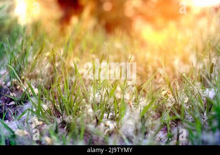 Pooh of poplar covered the ground, plants and grass in summer Stock Photo