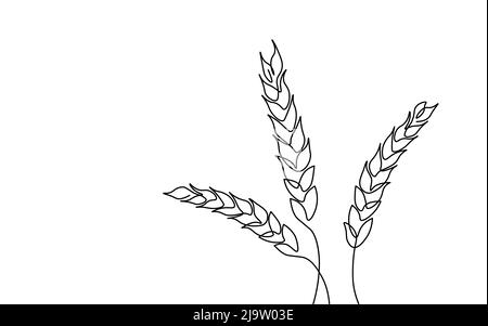 Ears wheat barley or rye sketch food concept Vector Image