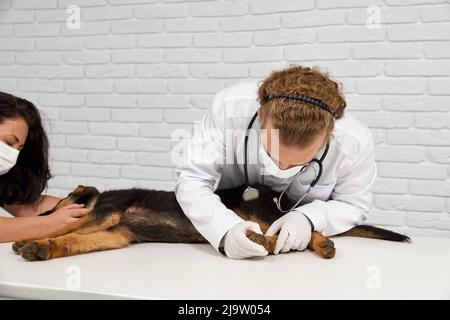 Side view of male vet in lab coat and and gloves examining back paw of pedigree puppy. Crop of nurse in protective mask stroking german shepherd dog sleeping on table. Concept of veterinary job. Stock Photo