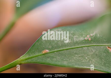 Focus on a single pest scale insect on an indoor houseplant leaf. Stock Photo