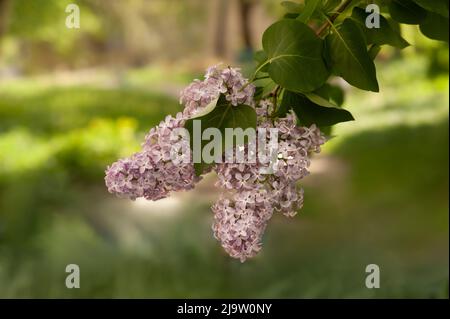 A beautiful branch in the garden. Floral, natural pattern. Stock Photo