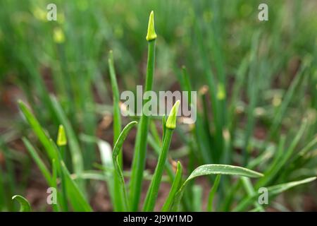 Onion pipes are green. Vegetable garden, agriculture, rural, business Stock Photo