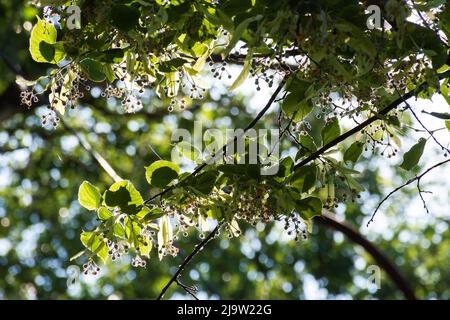 linden blossom in jun. beautiful nature background on a sunny day. branches in sunlight in front of a blue sky. plant used in medicine Stock Photo