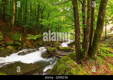rapid brook in the park. primeval beech forest in spring. beautiful ...