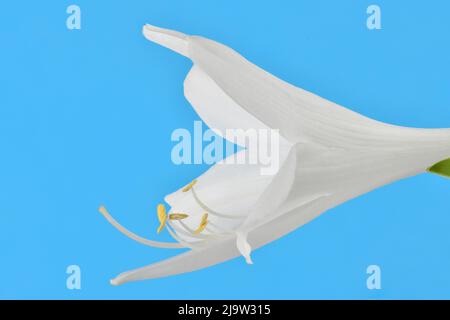Hosta plantaginea (Plantain Lily) isolated on blue background. High resolution photo. Full depth of field. Stock Photo