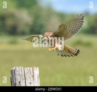 Female Kestrel in Flight. Falco Tinnunculus. York, North Yorkshire. Stock Photo