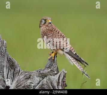 Female. Kestrel perched on tree stump. Falco Tinnunculus. York, North Yorkshire. Stock Photo