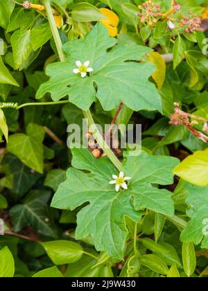 Late spring flowers of the hardy tendril climber white bryony, Bryonia dioica, an UK wild flower Stock Photo