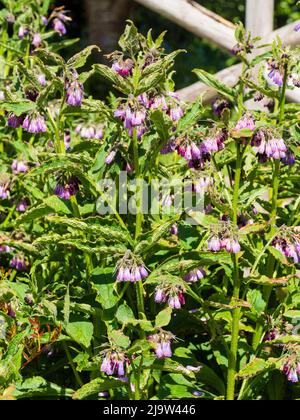 Flowers and foliage of the early summer flowering herb common comfrey, Symphytum officinale Stock Photo