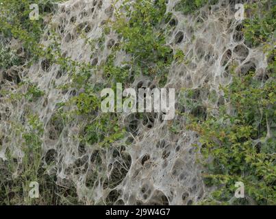 Background of webs covering a hedgerow closeup due to an Ermine Moth infestation Stock Photo