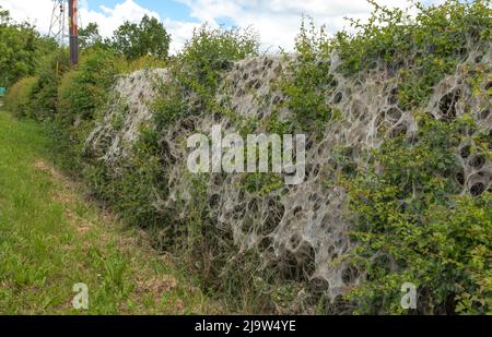 Webs created on a hedgerow by the Ermine Moth to protect themselves while their caterpillars feed on the leaves of the plants Stock Photo