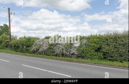 Webs of the caterpillar of the rare Ermine Moth covering a stretch of hedgerow by the side of a busy road Stock Photo