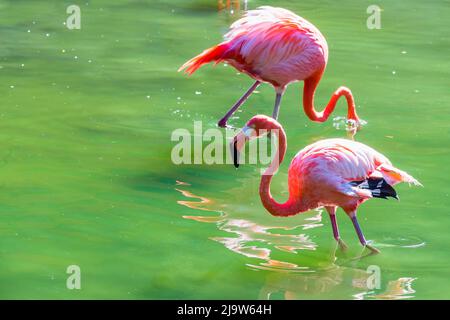The flamingos walk on water Stock Photo - Alamy