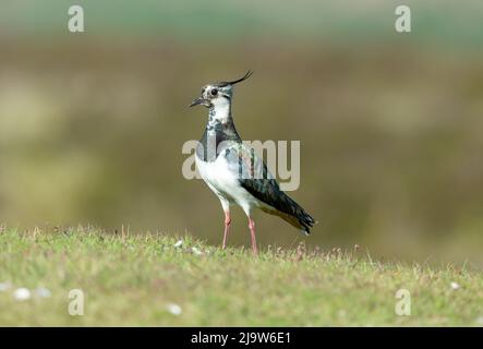 Lapwing in Springtime, with beautiful plumage and crest, facing left in natural moorland habitat.  Clean background.  Scientific name: Vanellus vanell Stock Photo