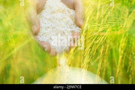 Woman hand holding rice and paddy field background. Rice price in the world market concept. World yield for rice. Zakat concept. Rice plantation. Stock Photo