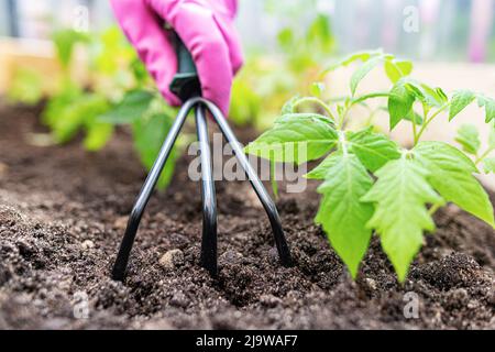 Bed with young plants and garden tools. Stock Photo