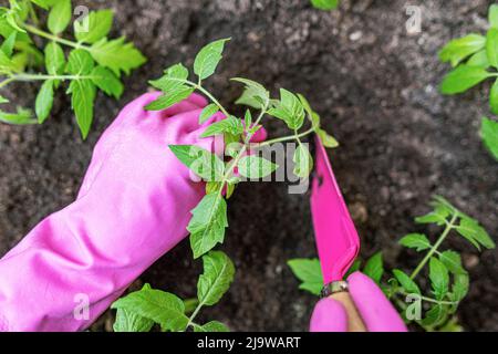 Human hands is planting tomatoes in the ground in her garden. Stock Photo