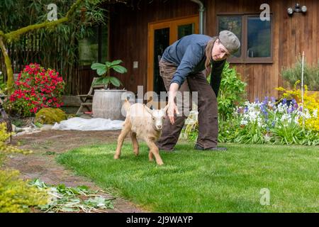 Issaquah, Washington, USA.  Three week old male Guernsey Goat kid Stock Photo