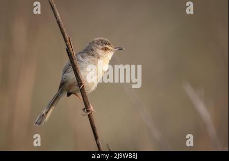 The plain prinia, also known as the plain wren-warbler or white-browed wren-warbler. Stock Photo