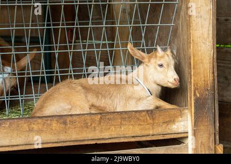 Issaquah, Washington, USA.  Three week old male Guernsey Goat kid lying in its feeder trough, waiting to be first in line for next feeding! Stock Photo