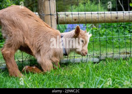 Issaquah, Washington, USA.  Three week old Guernsey Goat kid kneeling as it is about to lie down Stock Photo