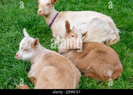 Issaquah, Washington, USA.  Three week old Guernsey Goat kids resting in a paddock Stock Photo