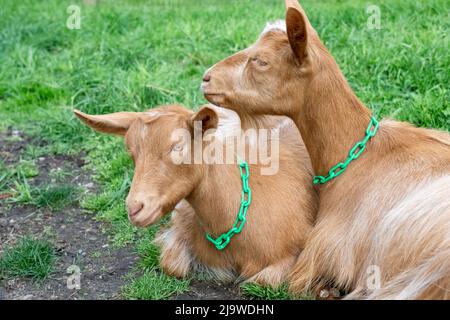Issaquah, Washington, USA.  Two adult female Guernsey Goats resting together on the grassy paddock Stock Photo