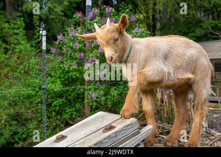 Issaquah, Washington, USA.  Three week old Guernsey Goat kid about to walk down an inclined plank. Stock Photo