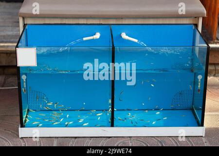 Small fish Garra rufa in aquarium with water, is used to cleanse keratinized skin particles, peel the foot in fish-spa salons Stock Photo