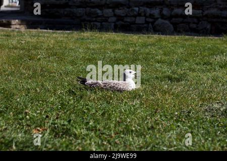 Beautiful, big, sea gull lies on lawn in green grass, not far from the sea and screams