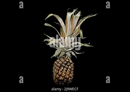 Old dry flabby pineapple on a black background Stock Photo