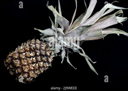 Old dry flabby pineapple on a black background Stock Photo