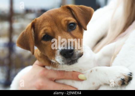 Jack Russell Terrier. Cute three-month puppy in arms. Outdoors. Selective focus Stock Photo